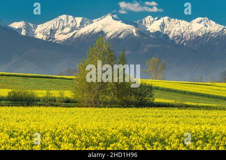Erstaunliche saisonal blühende Rapsfeld auf den Hängen mit hohen schneebedeckten Bergen im Hintergrund, in der Nähe von Sibiu, Siebenbürgen, Rumänien, Europa Stockfoto