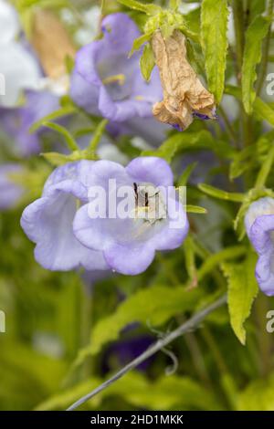 Eine fleißige Biene mit viel Pollen an den Beinen bei der Arbeit Stockfoto