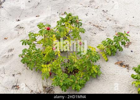 Reifer Sanddorn auf einer sandigen Düne an der Ostsee Stockfoto