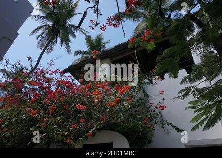 Wunderschönes Haus im suaheli-Stil, umgeben von üppiger Vegetation in Shela auf der Lamu Island, Kenia Stockfoto