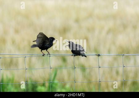 Erwachsene starren ein Küken füttern, während sie auf einem Zaun sitzen Stockfoto