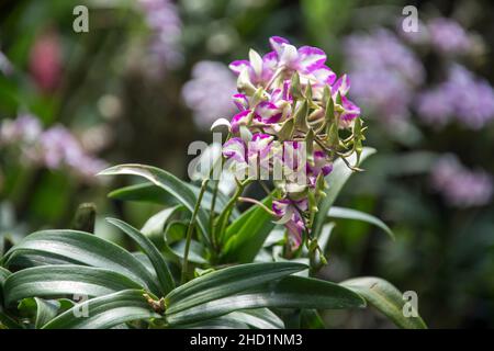Landschaftlich schöne Orchideen vom National Orchid Garden in Singapur Stockfoto