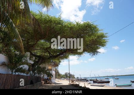 Ein riesiger Baum, der Schatten spendet auf dem Weg von Shela nach Lamu, Lamu Island, Kenia Stockfoto