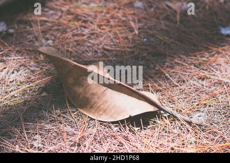 Abstrakt echte Natur Schönheit Hintergrund. Kopieren Raum ein großes trockenes Blatt auf gemahlener Fichtenkiefernnadel. Schattige Sonne. Grunge Textur Close-up Struktur von Stockfoto