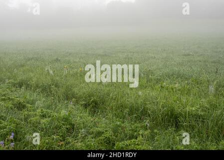Tautropfen auf Spinnennetzen auf einer Wiese an einem nebligen Morgen im Sommer Stockfoto