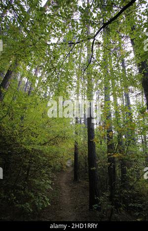 In den bulgarischen Wäldern Stockfoto