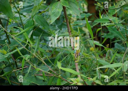 Das Chameleon von Male Jackson liegt neben dem Pfad im undurchdringlichen Bwindi-Wald in Uganda Stockfoto