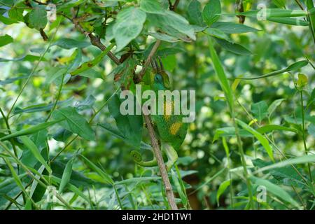 Das Chamäleon von Male Jackson klettert in einem Busch in der Nähe des undurchdringlichen Bwindi-Waldes in Uganda Stockfoto