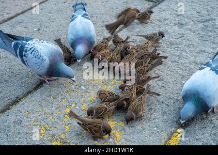 Eine Gruppe von Sperlingen und Tauben essen zusammen an einem Touristenort in Peking, China. Stockfoto