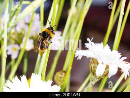 White Tailed Bumblebee, Bombus lucorum, thront auf Amors Pfeil, Catananche, Caerulea Alba, Blume. Makro. Stockfoto