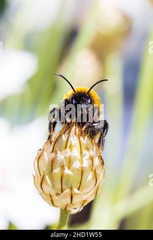 White Tailed Bumblebee, Bombus lucorum, thront auf Amors Pfeil, Catananche, Caerulea Alba, Blume. Makro. Stockfoto