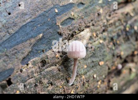 Pilz - Amethyst-Täuscher (Laccaria amethystina) Stockfoto