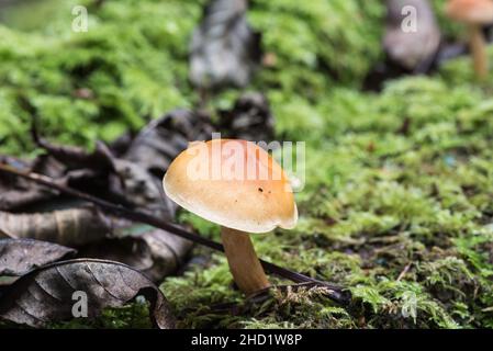 Pilz wahrscheinlich ein gewöhnlicher Rustgill (Gymnopilus penetrans) Stockfoto