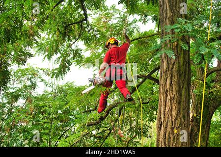 Baumpfer mit einer Kettensäge einen Baum schneiden. Holzfäller mit Säge und Gurtzeug, der einen Baum beschneidet Stockfoto