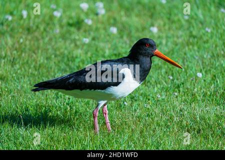 VALLDAL, NORWEGEN - 2020. JUNI 13. Eurasischer Austernfischer, Haematopus ostralegus, in Valldal Stockfoto