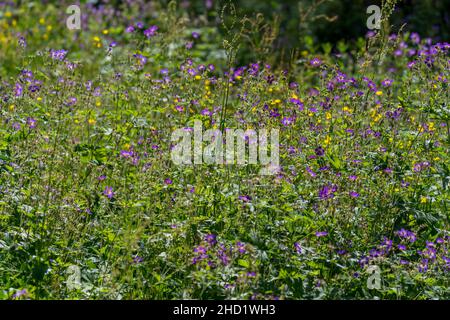 VALLDAL, NORWEGEN - 2020. JUNI 23. Wiese mit blühenden Wildblumen in lebendigen Farben. Stockfoto