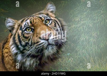 Porträt eines Tigers, der sich im Dschungel versteckt Stockfoto