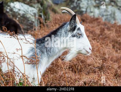 Wildziege, Valley of the Rocks, Exmoor-Nationalpark, North Devon, England, Großbritannien Stockfoto