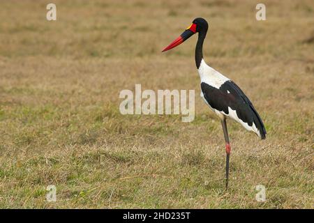 Sattelschnabelstorch, Ephippiorhynchus senegalensis, im Ol Pejeta Conservancy in Kenia Stockfoto