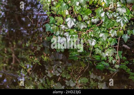 Ivy Blätter in Sonnenschein reflektiert in Teichwasser. Stockfoto