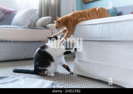 Zwei Hauskatzen spielen im Wohnzimmer zusammen Stockfoto