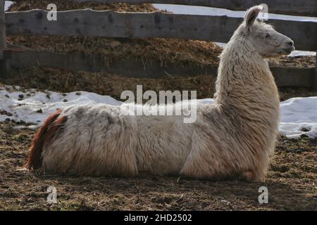 Portrait eines Lamas im Profil, Seitenansicht. Hochwertige Fotos Stockfoto