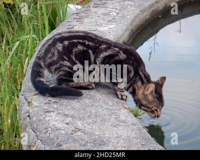 Foto einer kurzhaarigen Katze, die Wasser trinkt Stockfoto