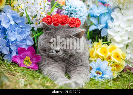 Cute Blue British Shorthair Katze entspannen in Blumen auf dem Gras im Frühjahr. Die Katze trägt eine Rosenkrone und liegt im Garten Stockfoto