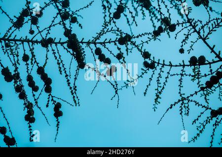 Hängende Äste von Cedrus atlantica glauca mit beladenen Samenköpfen gegen den blauen Himmel Stockfoto