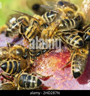 Bienen oder Honigbienen in lateinischer APIs Mellifera auf Pflaumenfrucht Stockfoto