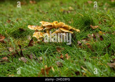 Klumpen nasser Wildpilze, die im November nach mehreren Regentagen auf einem Feld in Wiltshire gefunden wurden, Wiltshire, England, Großbritannien Stockfoto