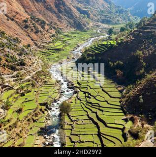 Schönes terrassenförmiges Reisfeld im Tal um den Fluss, grünes Reisfeld oder Reisfeld im Westen Nepals, asiatischer Reis, Oryza sativa Stockfoto