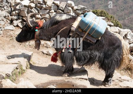 Black Yak - bos grunniens oder bos mutus - ein Der Weg zum Everest-Basislager - Nepal Stockfoto