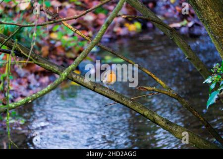 Atemberaubender kleiner europäischer Robin Vogel, der auf einem Ast neben einem Fluss sitzt Stockfoto