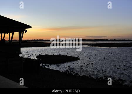 Winter Schwäne und Enten im Welney Washes Nature Reserve, Welney Village, Cambridgeshire, England, Großbritannien Stockfoto