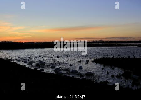 Winter Schwäne und Enten im Welney Washes Nature Reserve, Welney Village, Cambridgeshire, England, Großbritannien Stockfoto