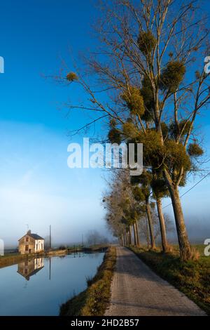 Von Bäumen gesäumter Schlepppfad entlang des Burgund-Kanals bei Chassey, Frankreich, im Département Côte-d'Or, in der Region Bourgogne Franche-Comté Stockfoto