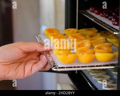 Frau Hand, die ein Tablett mit Aprikosen in eine Lebensmittel-Entfeuchter-Maschine. Nahaufnahme Stockfoto