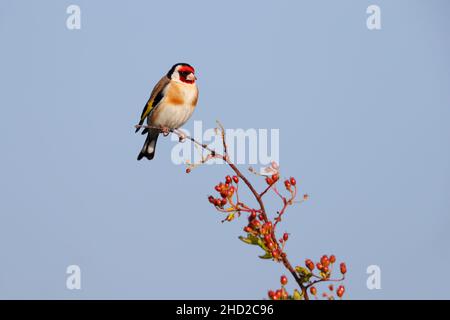 Ein erwachsener europäischer Goldfink (Carduelis carduelis), der offen auf einem Busch in Suffolk, Großbritannien, thront Stockfoto