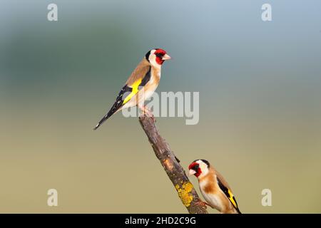 Ein erwachsener männlicher Europäischer Goldfink (Carduelis carduelis), der im Frühjahr auf einem offenen Zweig in der Nähe des Kerkini-Sees in Nordgriechenland thront Stockfoto