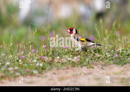 Ein erwachsener männlicher Europäischer Goldfink (Carduelis carduelis), der im Frühjahr zwischen Blumen in der Nähe des Kerkini-Sees in Nordgriechenland ernährt Stockfoto