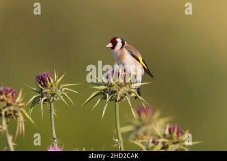 Ein erwachsener männlicher Europäischer Goldfink (Carduelis carduelis), der im Frühjahr auf der griechischen Insel Lesvos auf einer Distel ernährt Stockfoto