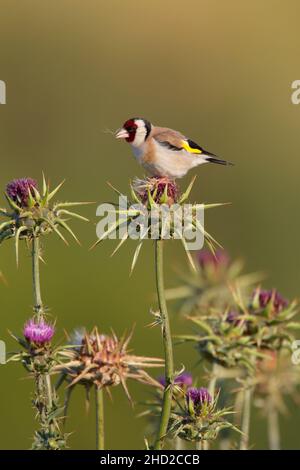 Ein erwachsener männlicher Europäischer Goldfink (Carduelis carduelis), der im Frühjahr auf der griechischen Insel Lesvos auf einer Distel ernährt Stockfoto