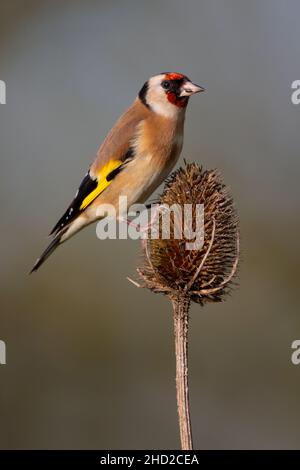 Ein erwachsener Europäischer Goldfink (Carduelis carduelis), der im Winter auf einem Teelöffel in Suffolk, Großbritannien, füttert Stockfoto