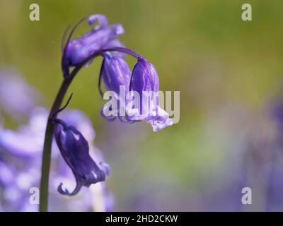 Ein einziger Bluebell hebt sich von seinen Geschwistern ab Stockfoto