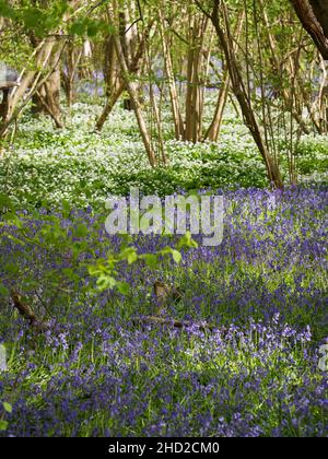 Der Frühling im Wald bringt einen Aufruhr von Blumen in den Wald Stockfoto
