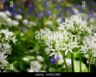 Im Frühling um Sussex sind die Wälder voller Blumen, darunter Ramsons, auch Bärlauch genannt (Allium ursinum) Stockfoto