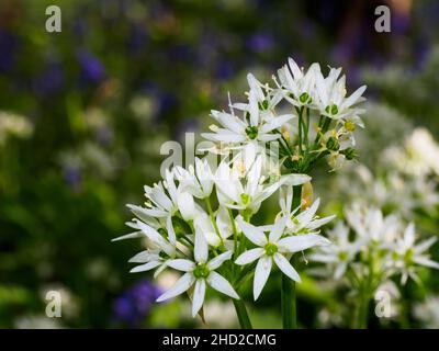 Im Frühling um Sussex sind die Wälder voller Blumen, darunter Ramsons, auch Bärlauch genannt (Allium ursinum) Stockfoto