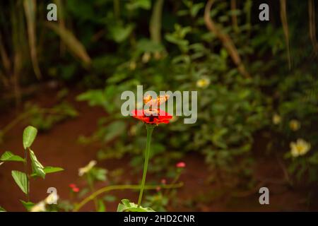 Goiânia, Goias, Brasilien – 02. Januar 2022: Ein orangefarbener Schmetterling auf einer Blume in einem Garten. Selektiver Fokus. Stockfoto