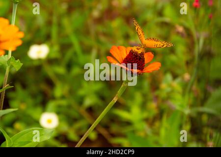 Goiânia, Goias, Brasilien – 02. Januar 2022: Ein orangefarbener Schmetterling auf einer Blume in einem Garten. Selektiver Fokus. Stockfoto